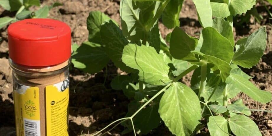 canela para plantas repelente de plagas agente de enraizamiento y fungicida