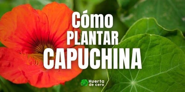 capuchina necesita sol completo para florecer guia completa