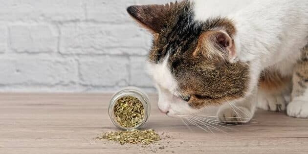 catnip guia completa para humanos y gatos