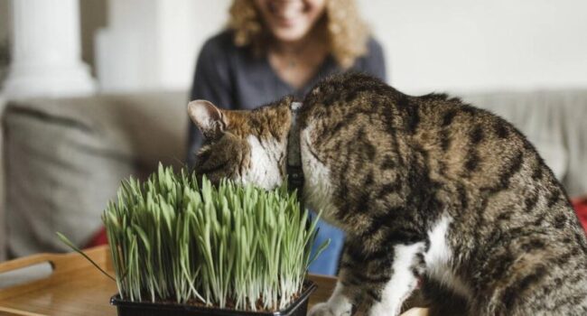 catnip vs catmint son lo mismo o plantas diferentes