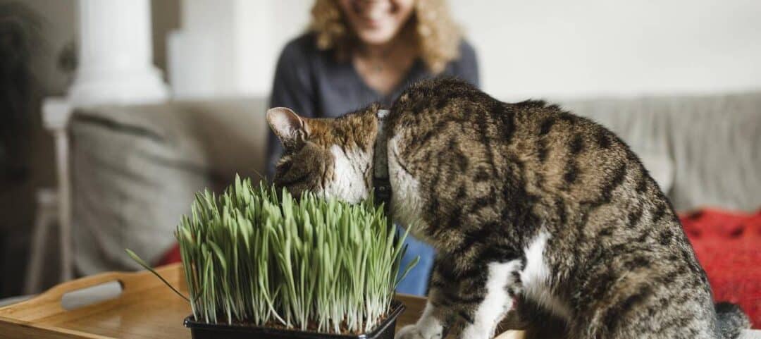 catnip vs catmint son lo mismo o plantas diferentes