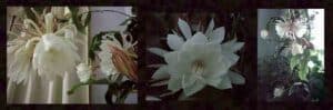 cereus de floracion nocturna como cuidar la reina de la noche