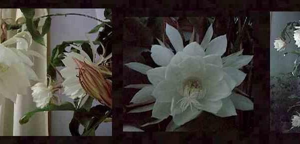 cereus de floracion nocturna como cuidar la reina de la noche