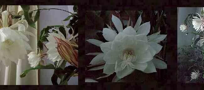 Cereus de Floración Nocturna: Cómo cuidar la