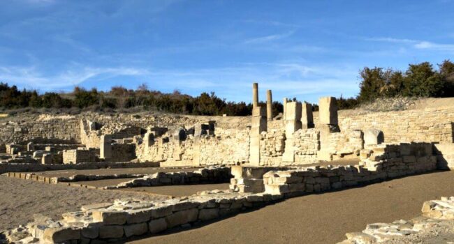 Cerezo de arena de hojas moradas: Belleza invernal y arbustos encantadores