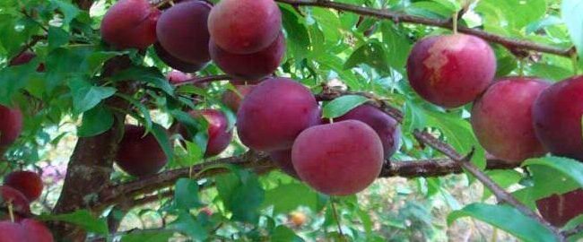 cerezo o ciruelo como identificarlos por hojas flores y tronco