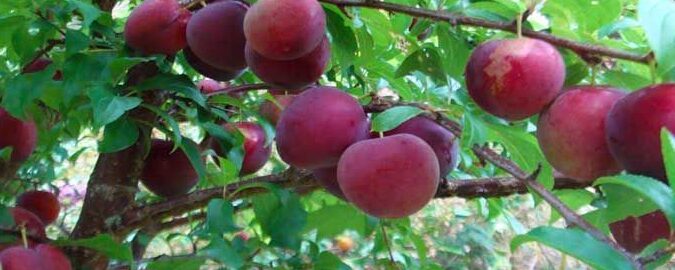 cerezo o ciruelo como identificarlos por hojas flores y tronco