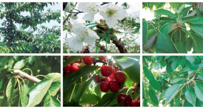 Cerezos Rainier: Guía Completa para Cultivar la Mejor Cereza Amarilla