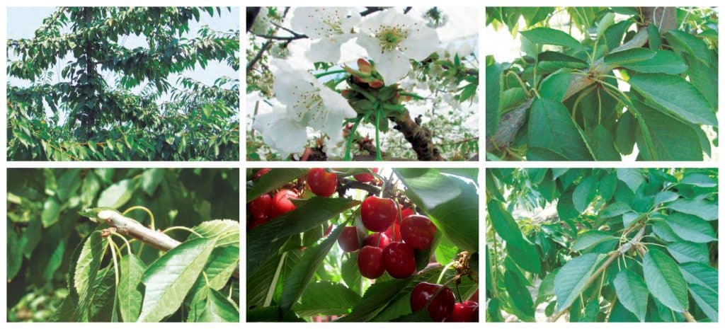 Cerezos Rainier: Guía Completa para Cultivar la Mejor Cereza Amarilla