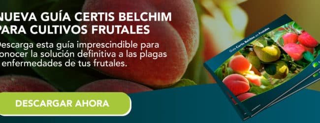 ciruelo sin frutos por que no da ciruelas y como solucionarlo