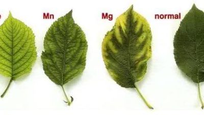 clorosis ferrica en plantas sintomas causas y soluciones
