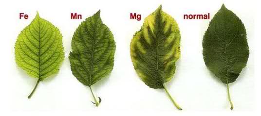 clorosis ferrica en plantas sintomas causas y soluciones