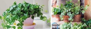 colgar plantas en cestas guia completa para jardines