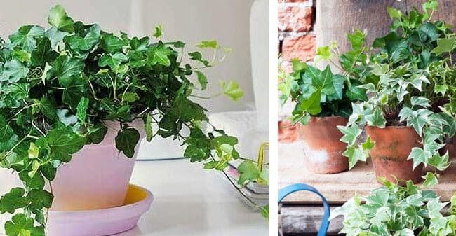 Colgar Plantas en Cestas: Guía Completa para Jardines