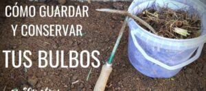 como almacenar bulbos en invierno guia completa para su conservacion