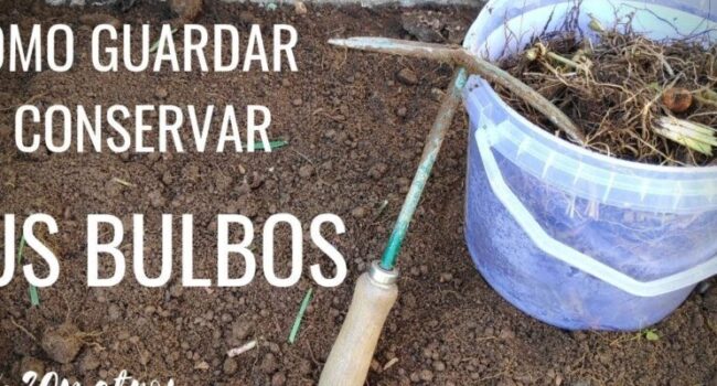 Cómo Almacenar Bulbos en Invierno: Guía Completa para su Conservación