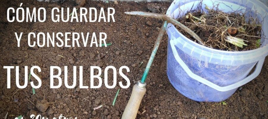 Cómo Almacenar Bulbos en Invierno: Guía Completa para su Conservación