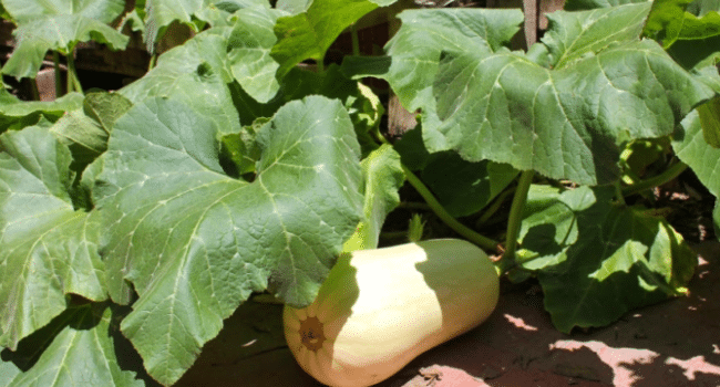 como almacenar calabaza para el invierno guia completa para una mayor duracion