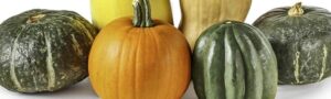 como almacenar calabazas guia para una larga duracion