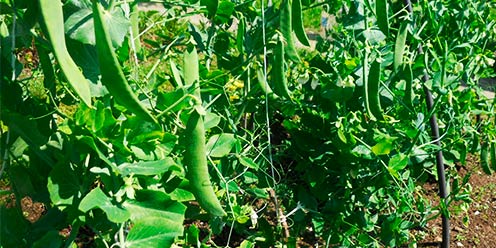 Cómo Apoyar el Crecimiento de Tus Plantas de Guisantes