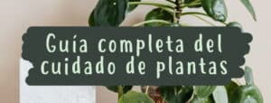 como cortar filodendros guia completa de poda para plantas sanas