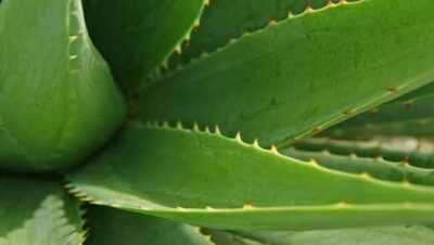 Cómo Cosechar Aloe Vera: Guía Completa para Cultivo y Beneficios