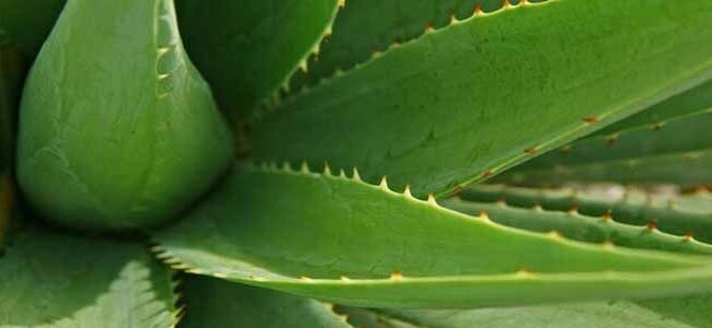 Cómo Cosechar Aloe Vera: Guía Completa para Cultivo y Beneficios