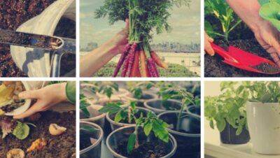 Cómo cosechar Bok Choy: Guía completa para una cosecha abundante