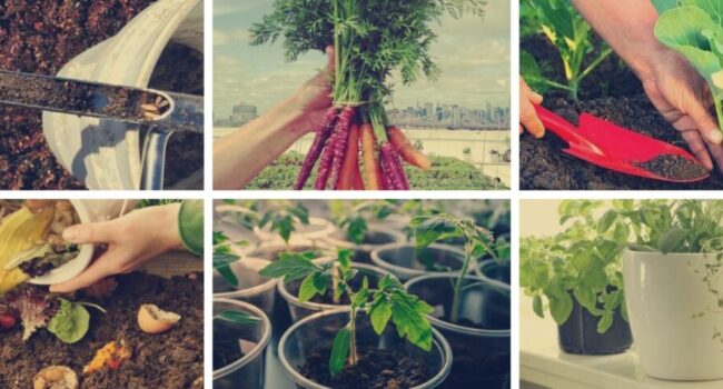 Cómo cosechar Bok Choy: Guía completa para una cosecha abundante