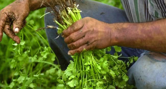 como cosechar cilantro consejos para disfrutar de su sabor por mas tiempo