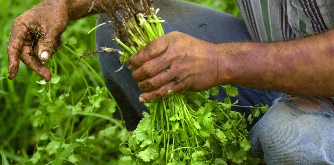 como cosechar cilantro consejos para disfrutar de su sabor por mas tiempo