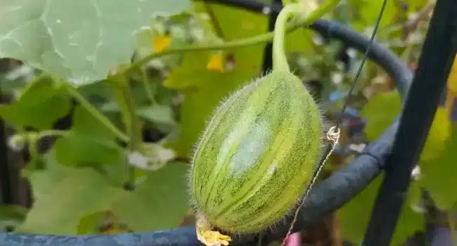 como cosechar flores de calabaza guia definitiva para flores masculinas y femeninas