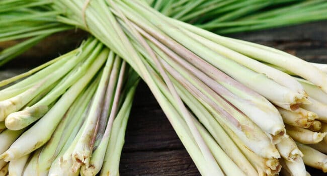 como cosechar lemongrass guia completa para un sabor citrico perfecto