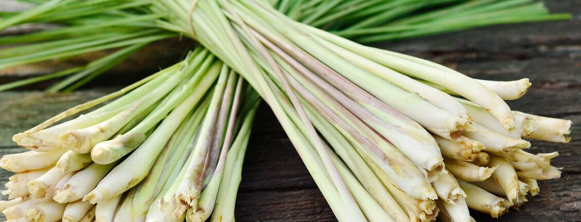 como cosechar lemongrass guia completa para un sabor citrico perfecto