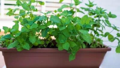 como cosechar menta guia completa para un sabor fresco y abundante