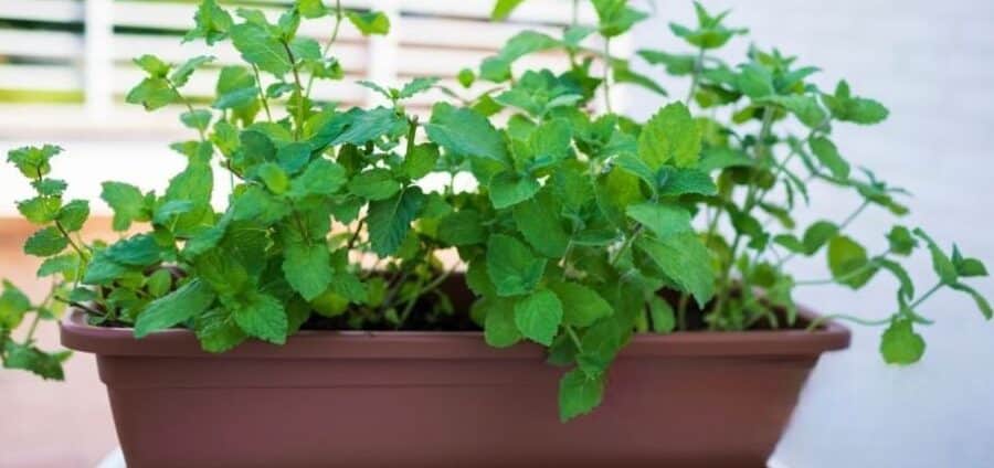 como cosechar menta guia completa para un sabor fresco y abundante