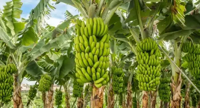 como cosechar platanos maduros guia completa para tu arbol