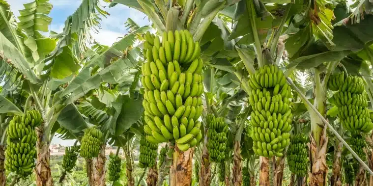 como cosechar platanos maduros guia completa para tu arbol