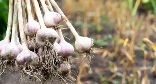 como cosechar semillas de amapola guia completa para un rendimiento excepcional