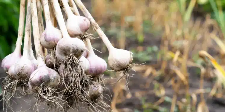 como cosechar semillas de amapola guia completa para un rendimiento