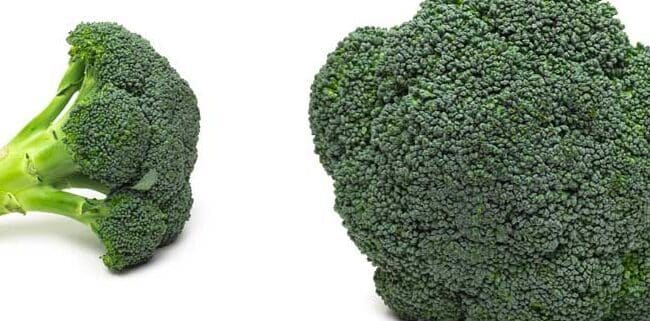 como cosechar semillas de brocoli guia paso a paso para tu huerto