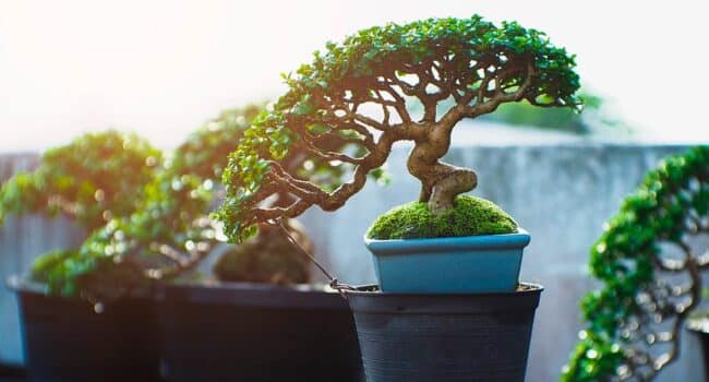 como cuidar ficus de interior guia completa para principiantes