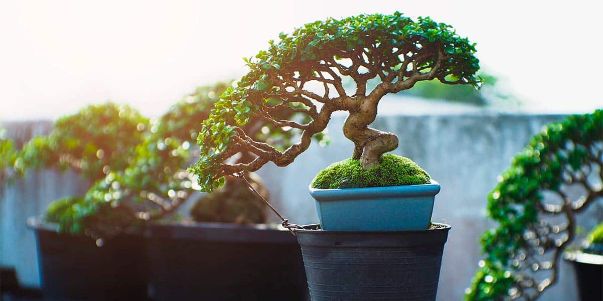 como cuidar ficus de interior guia completa para principiantes