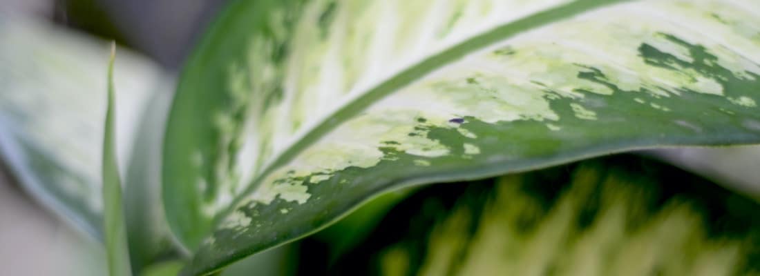 como cuidar la dieffenbachia guia completa para principiantes