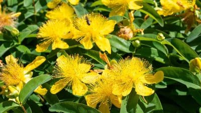 como cuidar la rosa de sharon en invierno guia completa para macetas y suelo