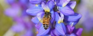 como cuidar las blackeyed susans guia completa para un jardin vibrante