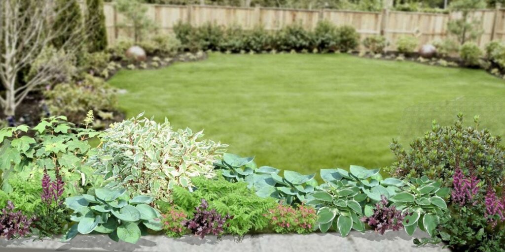 Cómo cuidar plantas de shamrock: Guía completa para un follaje vibrante