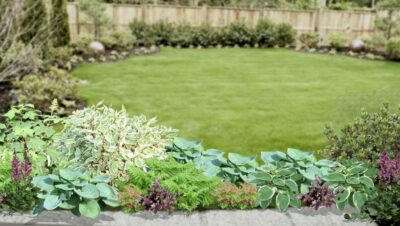 Cómo cuidar plantas de shamrock: Guía completa para un follaje vibrante