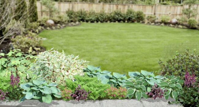 Cómo cuidar plantas de shamrock: Guía completa para un follaje vibrante