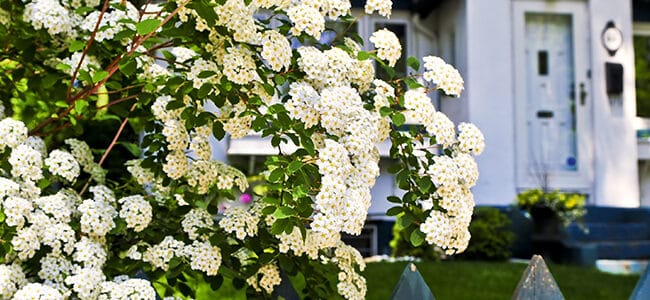 Cómo cuidar spireas: Guía completa para una floración vibrante